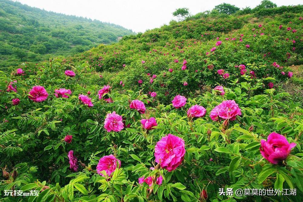妙峰山在哪里(北京门头沟妙峰山自然风景区介绍)-图片8